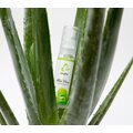 EasyGlide Easyglide Makuliukuvoiteet Aloe Vera